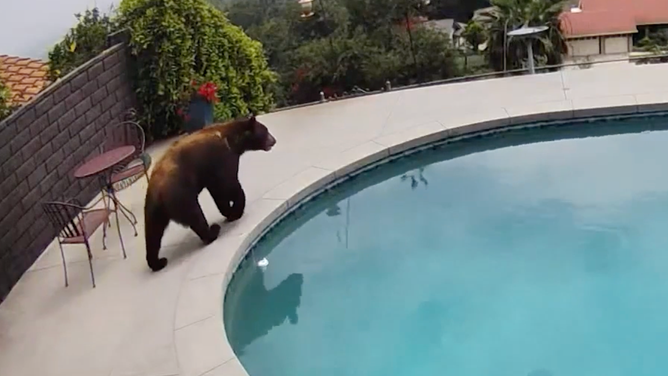 Bear saunters around the pool.